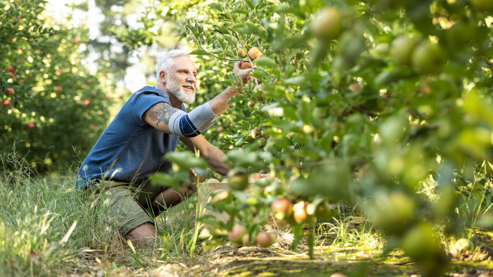 Man bending down to pick apples while wearing the EpiTrain. Man bending down to pick apples while wearing Bauerfeind's EpiTrain elbow brace.