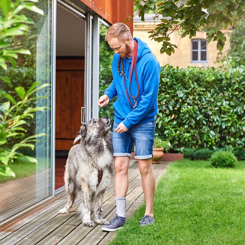 Man in blue hoodie and denim shorts training a large gray dog in a lush backyard.