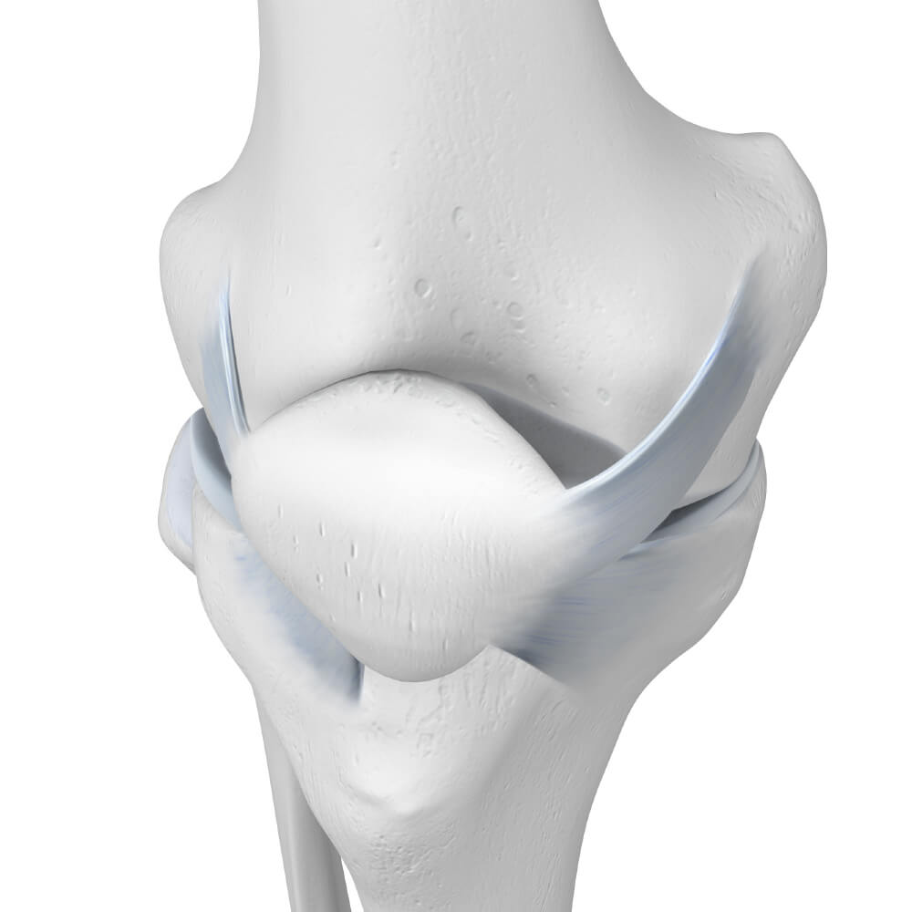Patellar Illustration of a human knee joint showing patella.